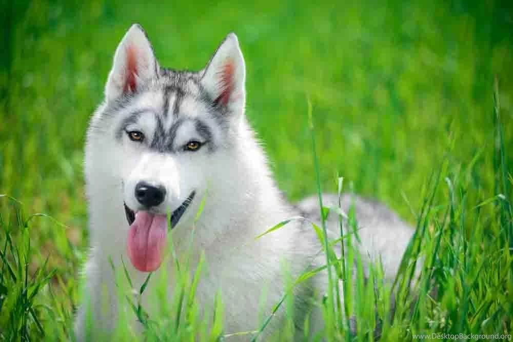 Siberian Husky Wallpapers Android Apps On Google Play