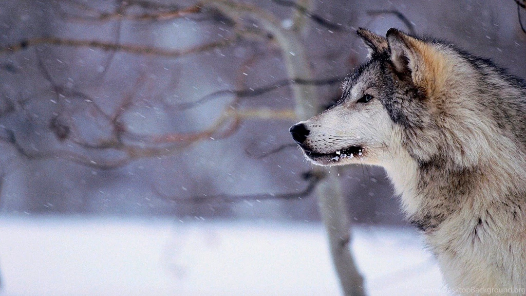 Siberian Husky Snow Wallpapers Siberian Husky Wallpapers PetPictures