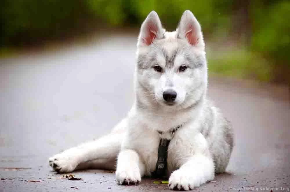 Siberian Husky Wallpapers Android Apps And Tests AndroidPIT