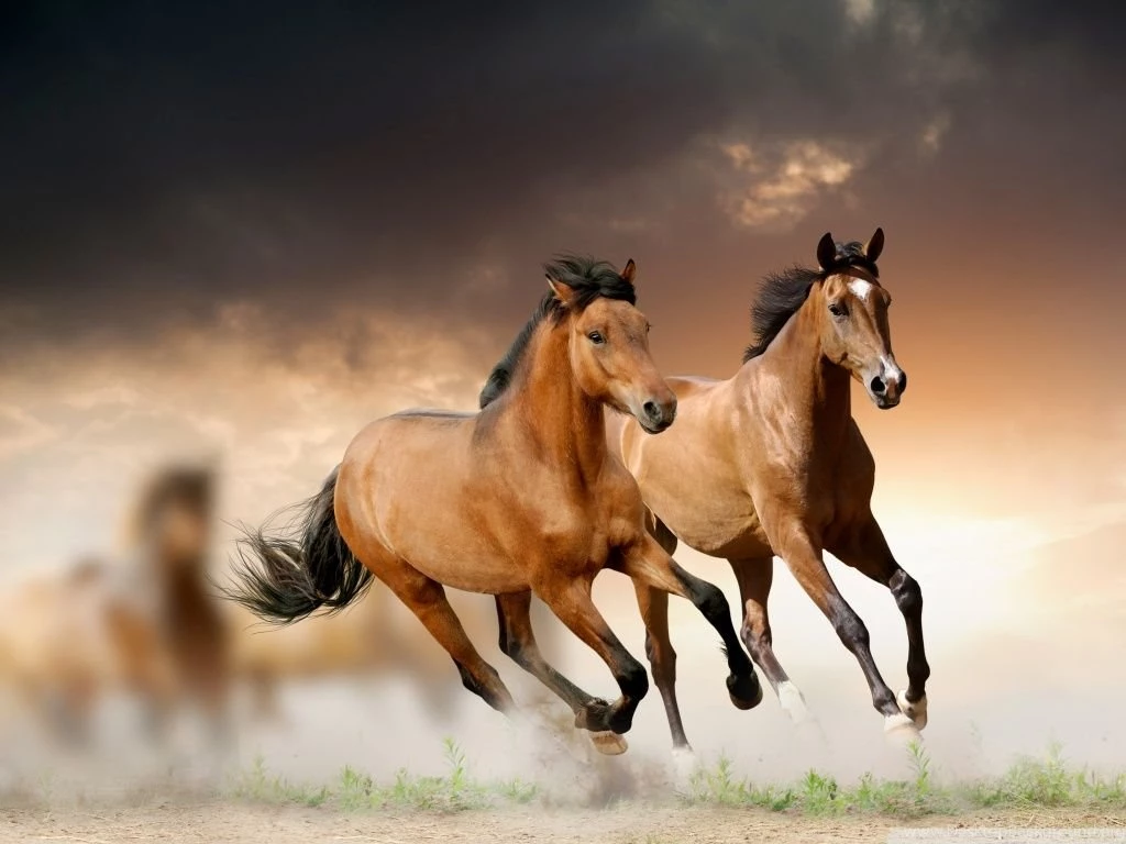 Fiery Horse Wallpapers Picture Daily Update