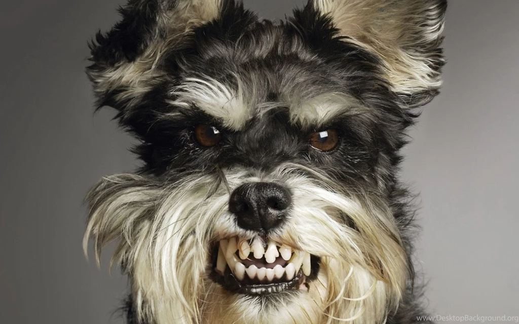 Scary Dog Pictures   Wallpapers HD Fine
