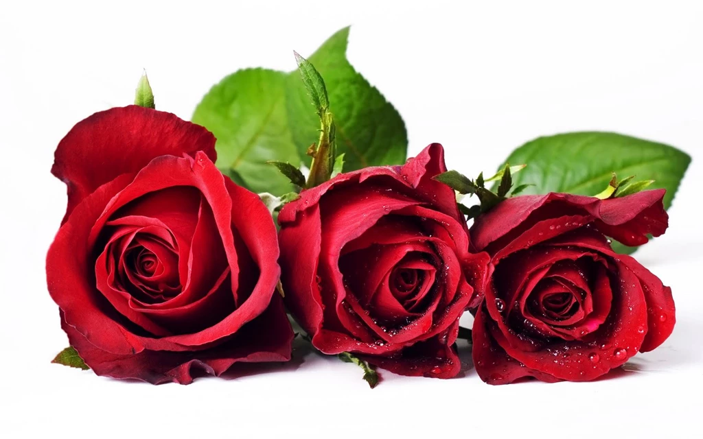 Red Rose Flower Wallpapers Free Download,desktop Wallpapers