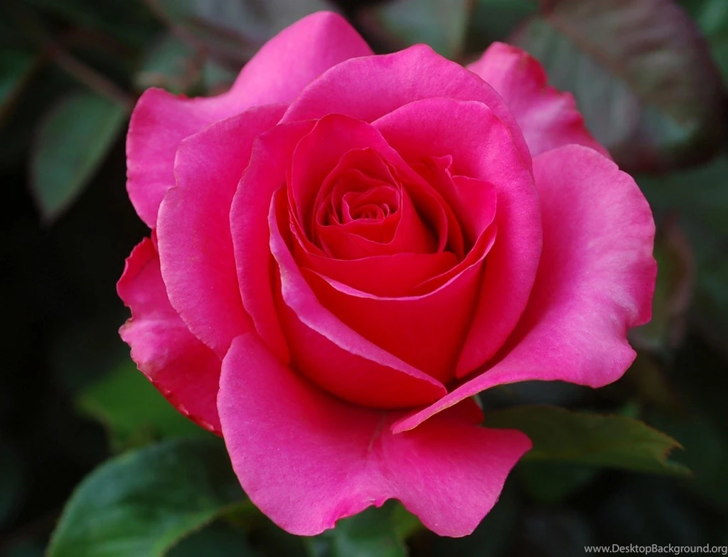 Rose Flower Wallpapers Hd Wallpapers ›› Page 7