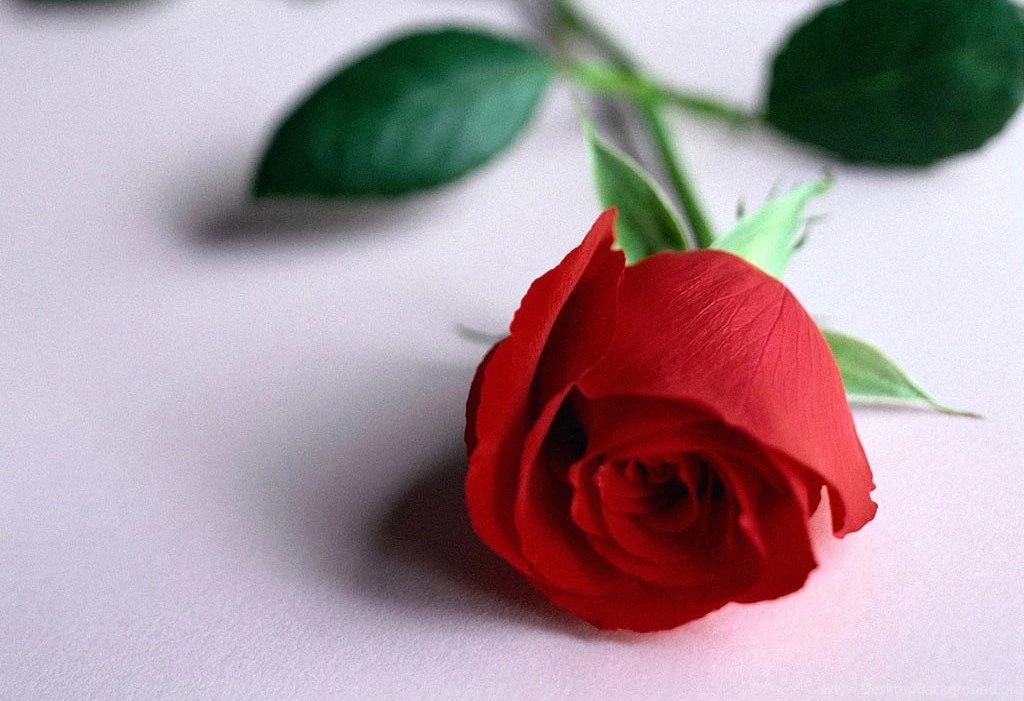 Rose Flowers Wallpapers Free Download