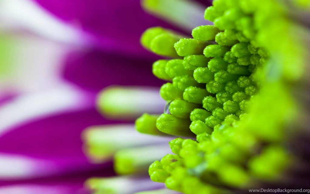 Purple And Green Wallpapers All Wallpapers New