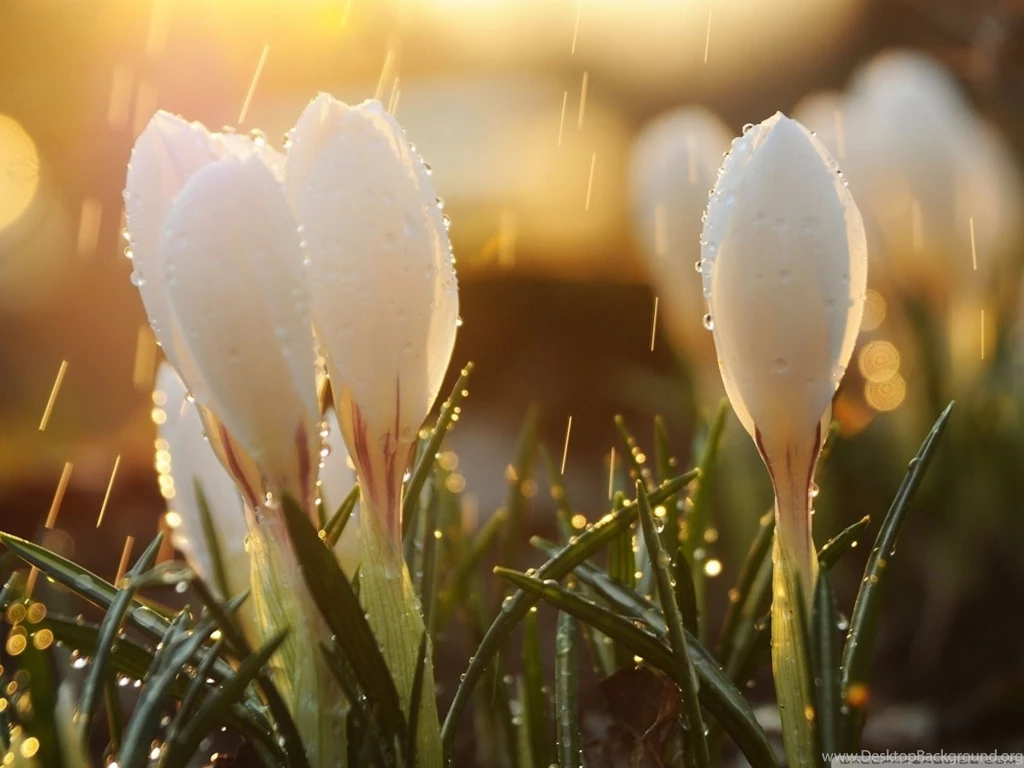 Crocus Flower In The Morning Wallpapers