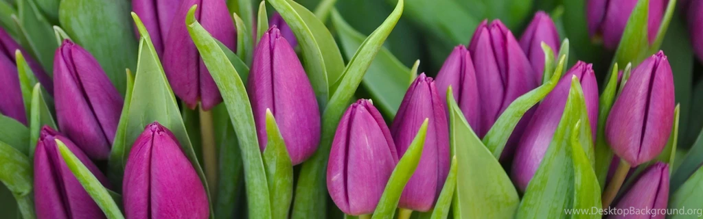 Download Wallpapers 3840x1200 Tulips, Flowers, Buds, Purple, Flower ...