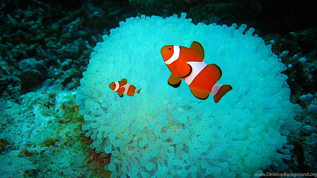 Clown Fish Wallpapers