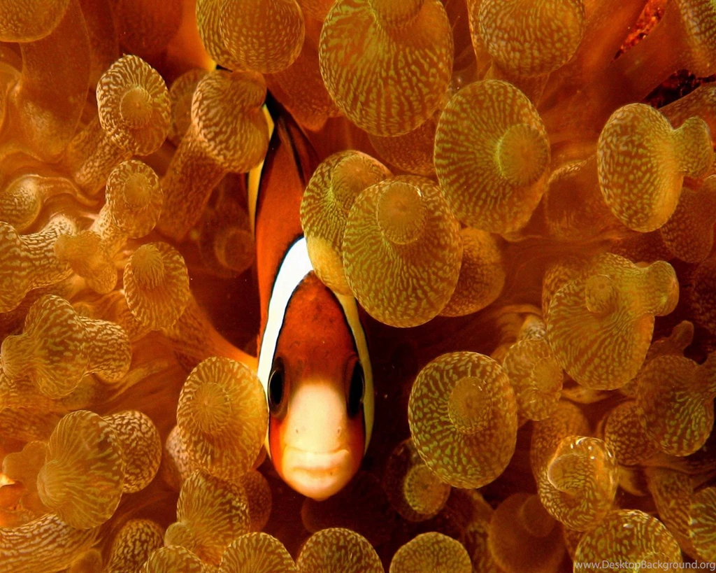 Clownfish In Anemone Wallpapers