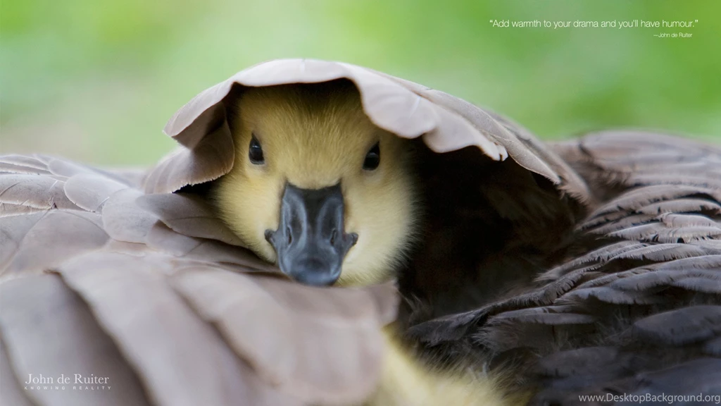 Add Warmth To Your Drama And You'll Have Humor." —John De Ruiter