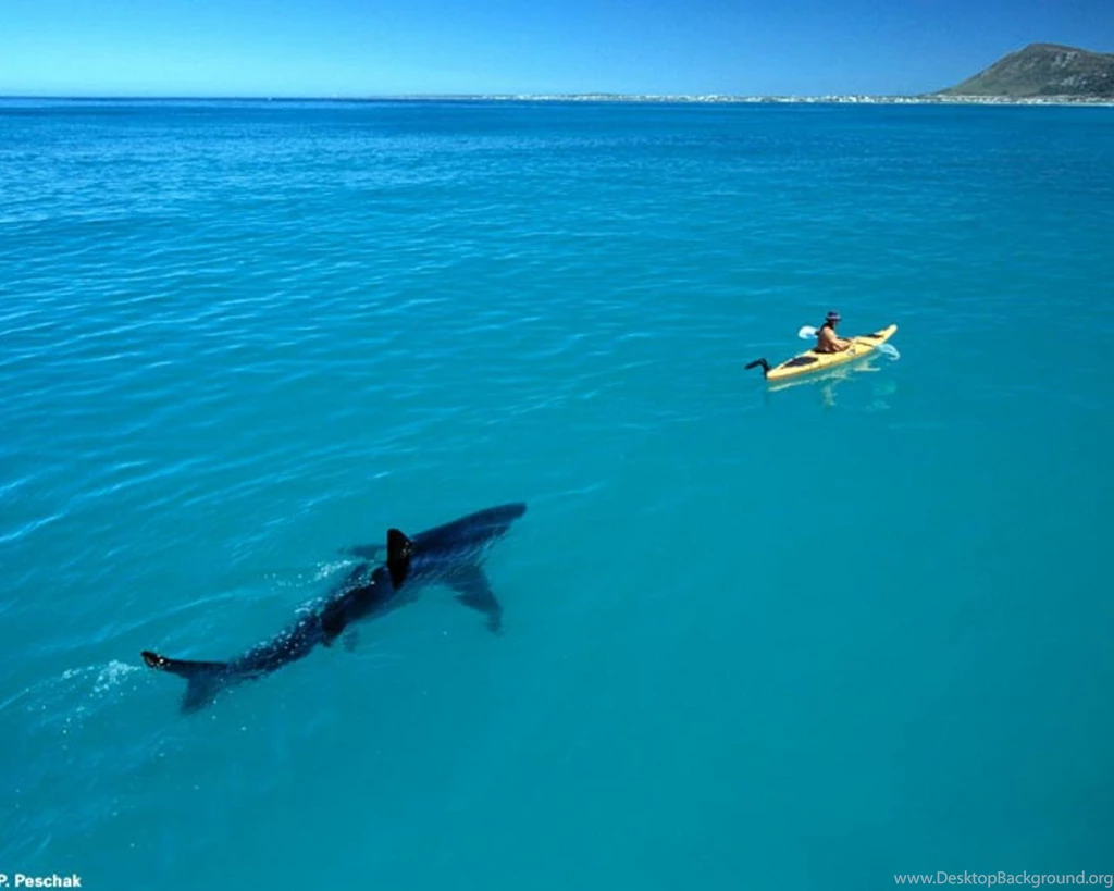 Boat Shark Attack Sea Ocean Nature Hd Wallpapers (