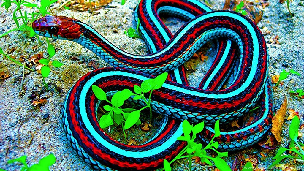 Snakes Wallpapers (