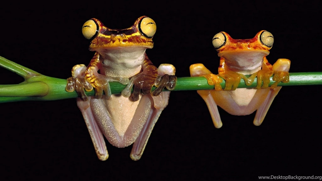 Crazy Looking Animal Wallpapers (4) HD Free Pic Another ...