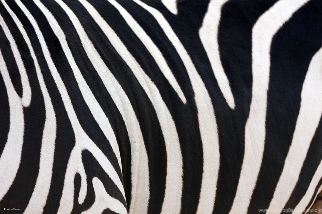 Zebra Wallpapers