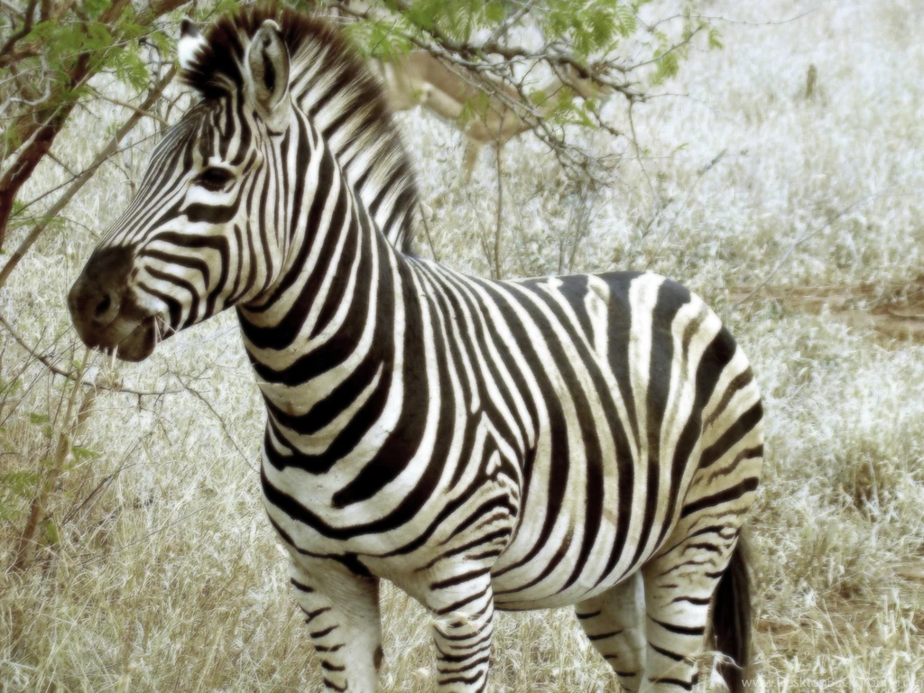 Zebra Wallpapers HD