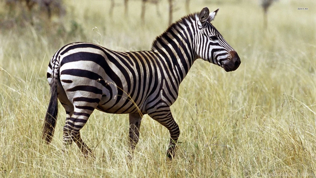 Desktop Zebra Wallpapers HD