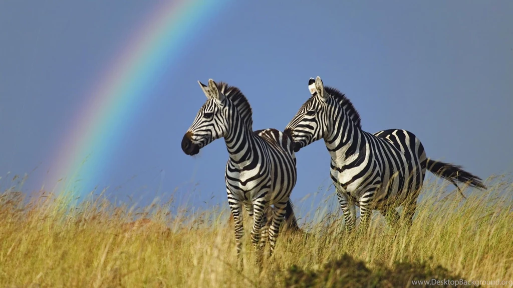 Zebra Wallpapers HD