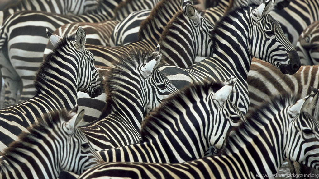 Zebra Wallpapers HD