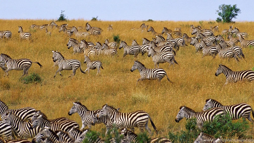 Animals Zebra Hd Wallpapers   (