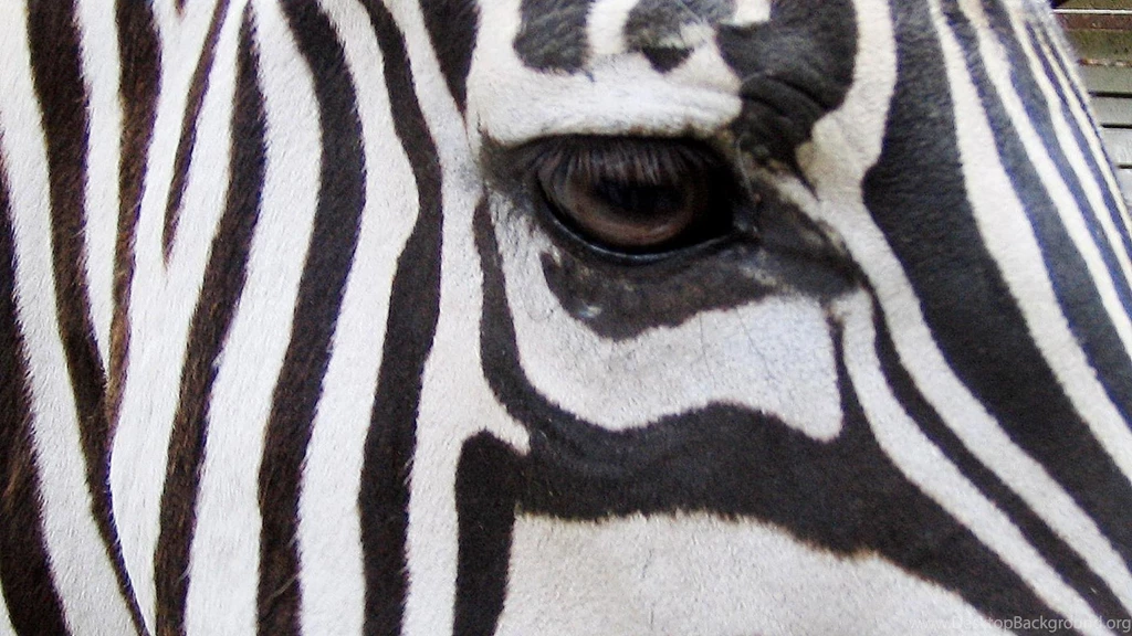 Zebra Hd Wallpapers   (