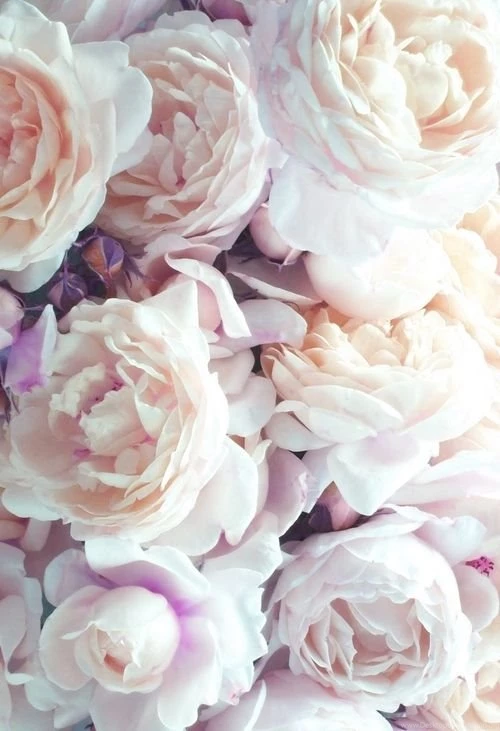 Floral Wallpapers Tumblr   Wallpapers Zone