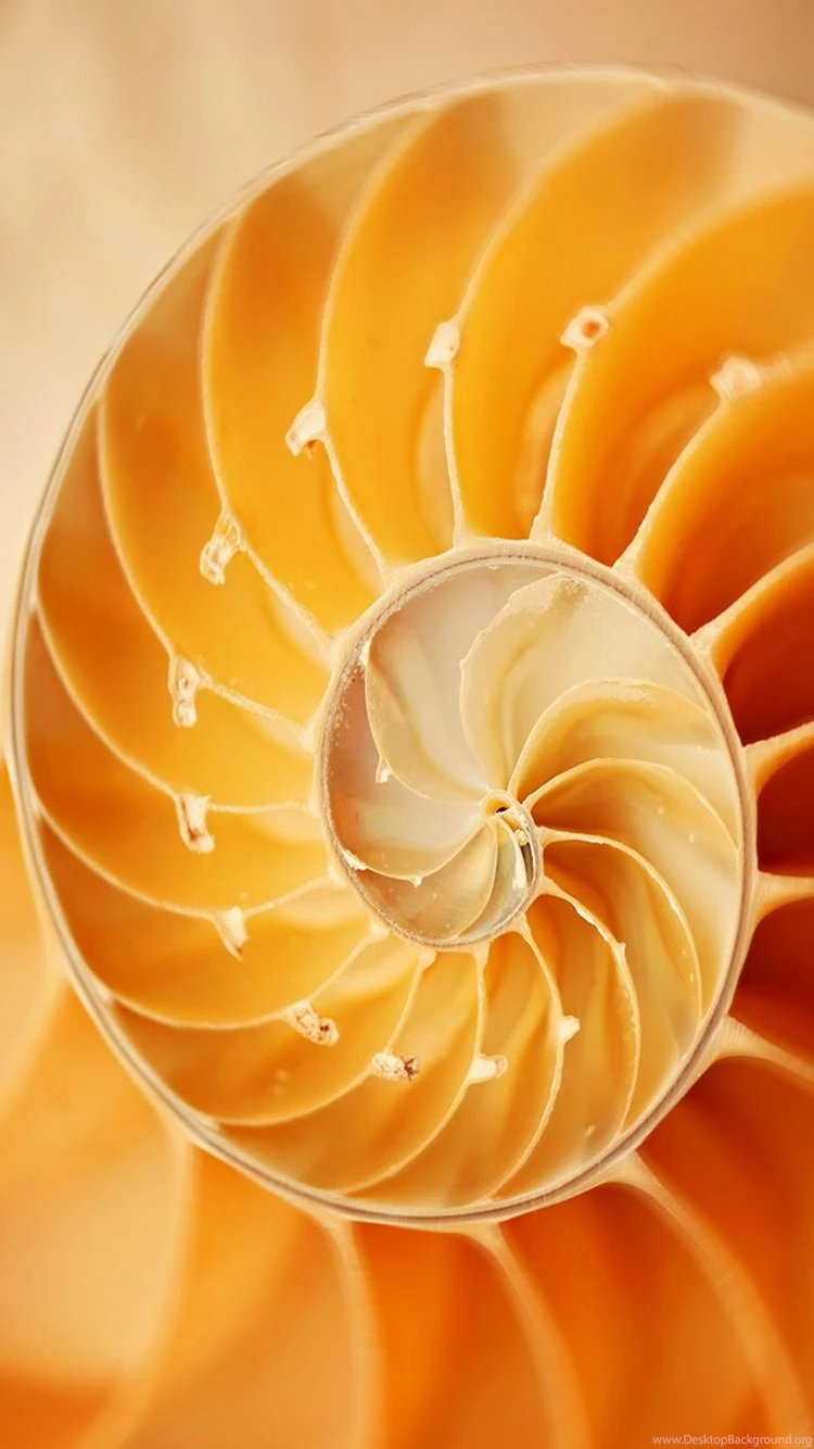 Nature Swirl Fibonacci Sequence iPhone 6 Wallpapers / IPod ...