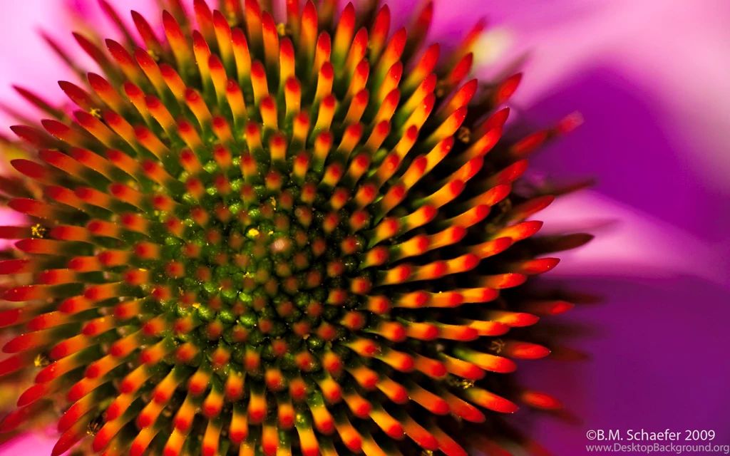 Fibonacci Sequence In Nature, September, 1920x1200 HD Wallpapers ...