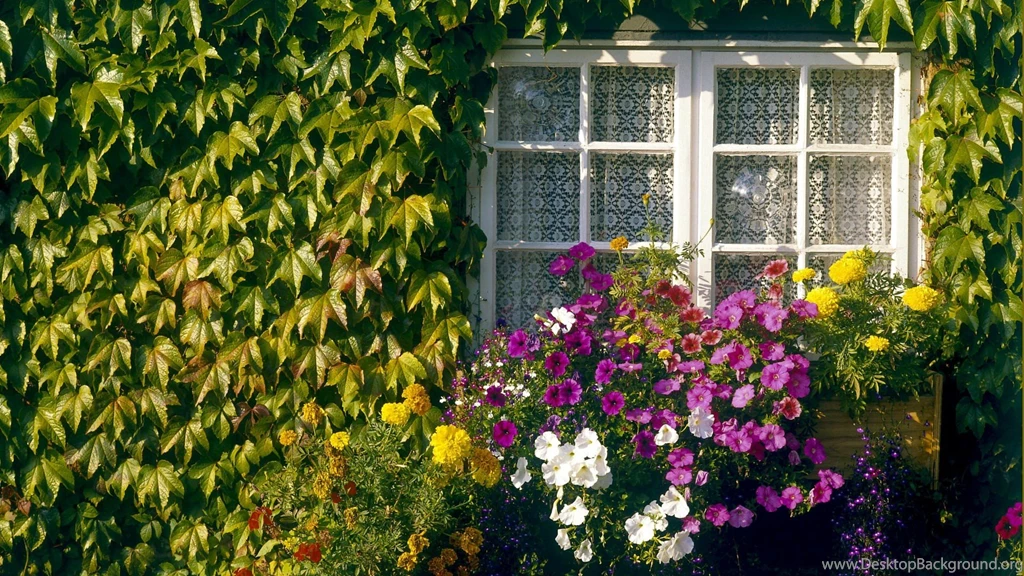 Flowers Home Garden Wallpapers