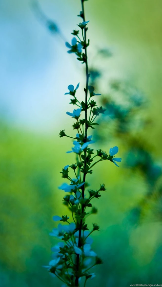 Amazing Blue Plant Iphone Wallpapers