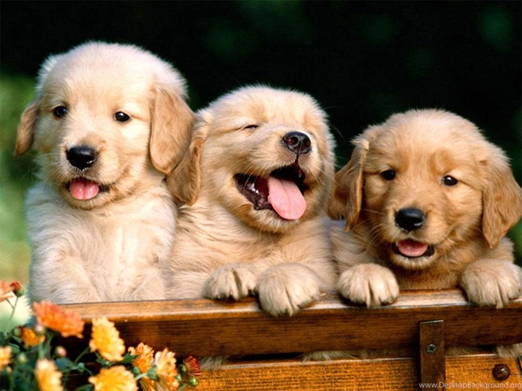 Free Puppy Dog Wallpapers Android Apps On Google Play