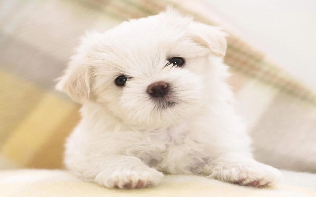 Cute Dog Hd Wallpapers 2880x1800 Cute Wallpapers 2880x1800 ...