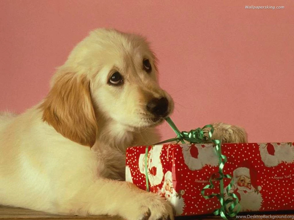 Christmas Doggy Christmas Wallpapers (2736125) Fanpop