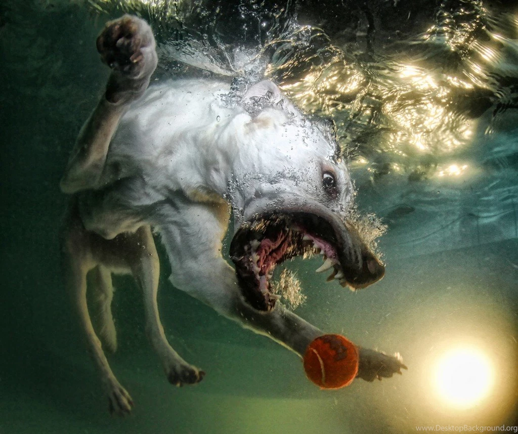 Dogs: Doggy Dive Water Playful Dog Wallpapers For Desktop For HD 16 ...