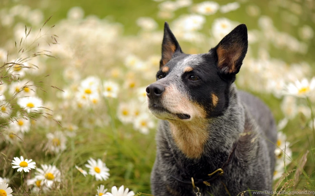 Australian, Cattle, Dog, High, Definition, Wallpaper, Desktop ...