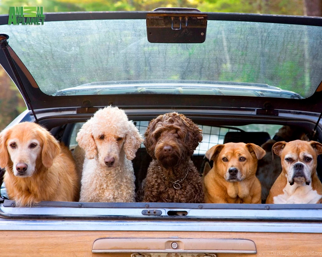 Download The Doggy Days Wallpaper, Doggy Days iPhone Wallpapers ...