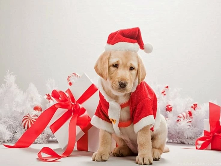 Cute Christmas Dog Wallpapers 2014