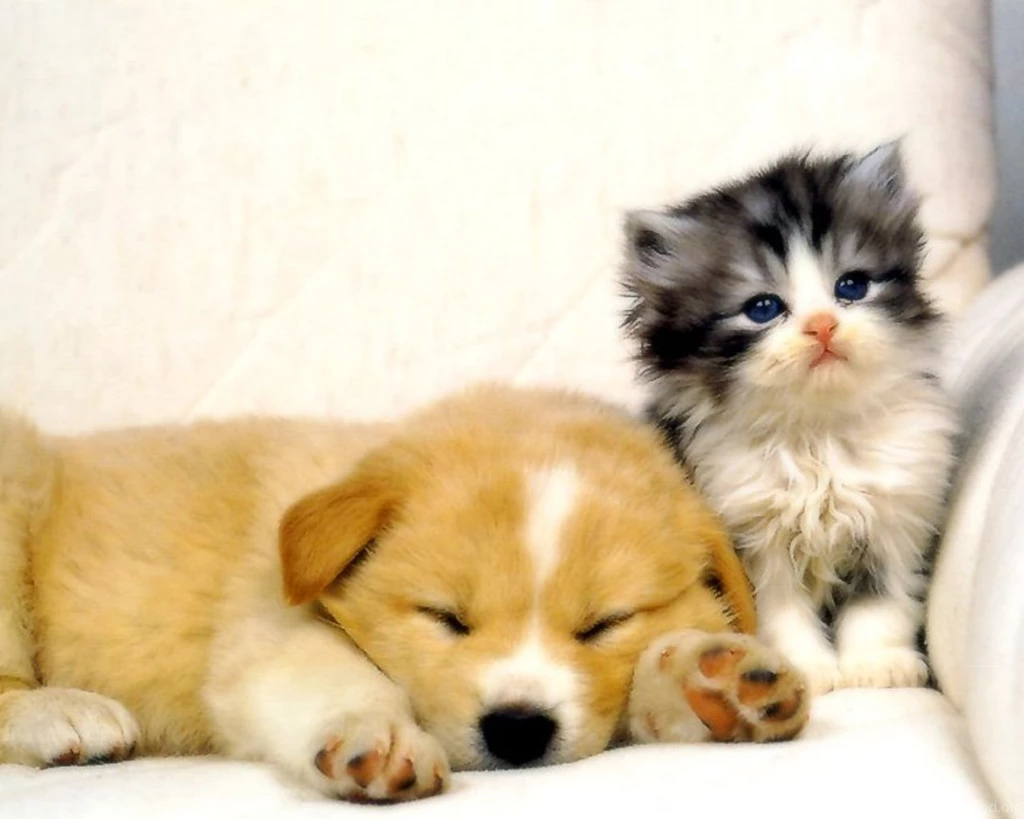Kitty And Doggy