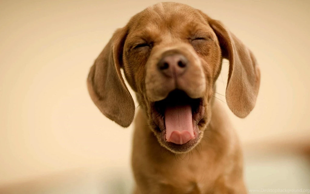 House, Wallpaper, Dog, Doghouse (