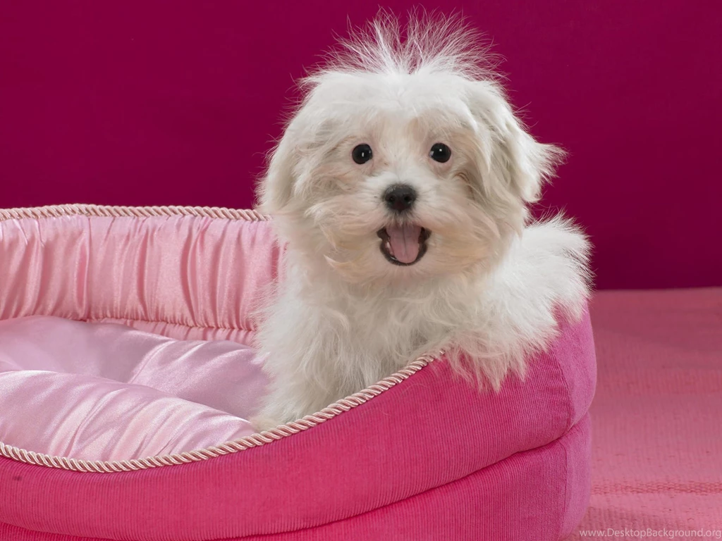 Cute, And, Small, Dog, Wide, High, Resolution, Wallpaper, Download ...