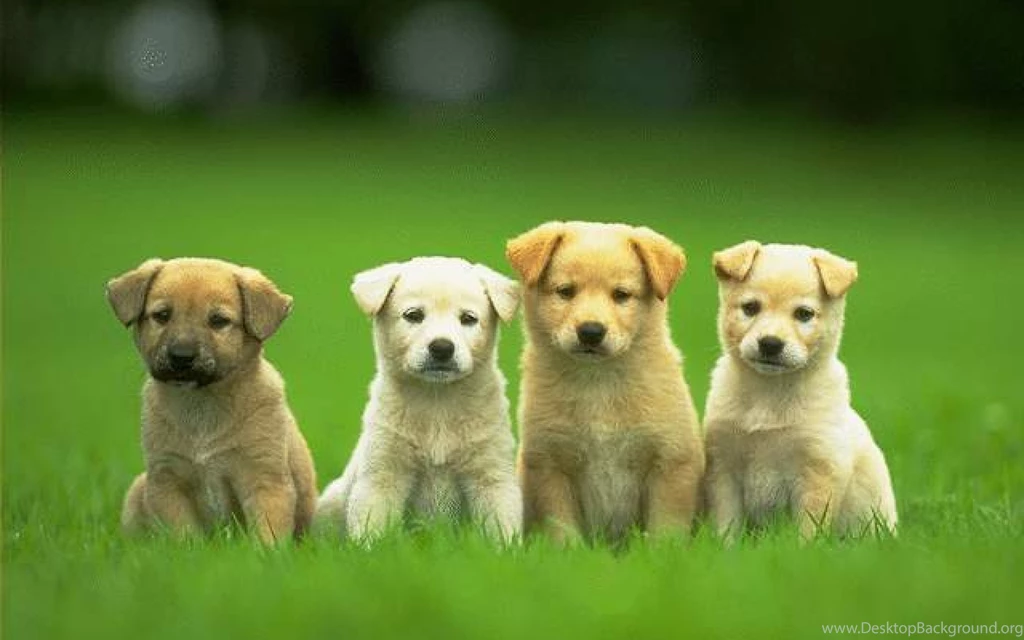 Cute, Baby, Dog, Full, Screen, High, Resolution, Wallpaper, Photos ...