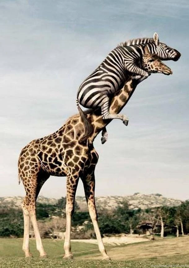 Fascinating Articles And Cool Stuff: Craziest Pictures Ever