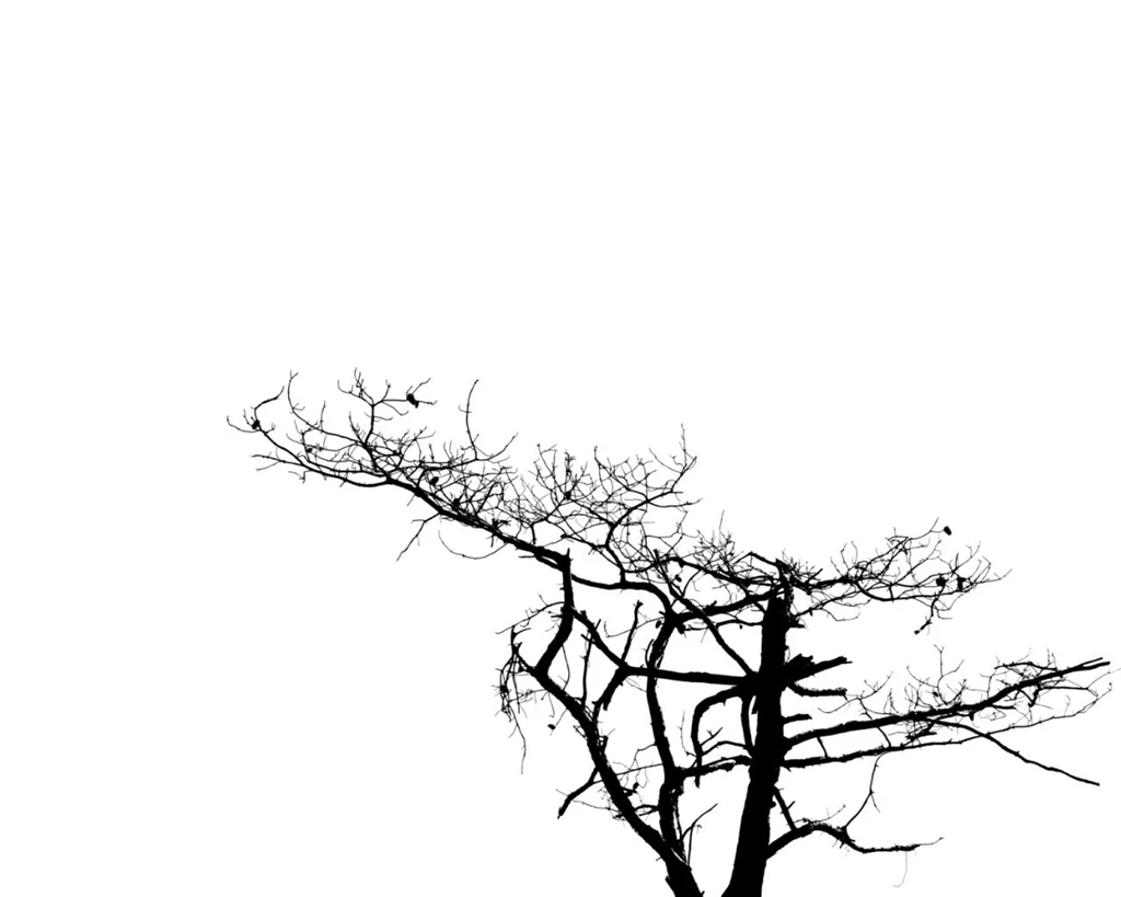 Black White Tree