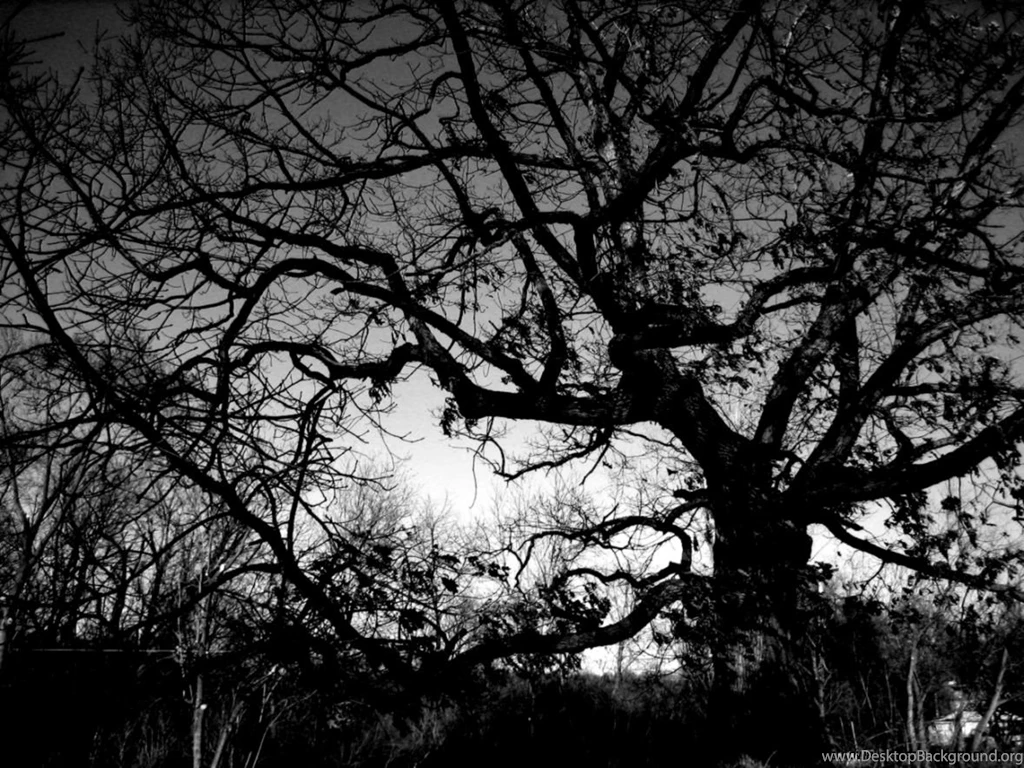 Amazing Wallpapers Black And White Trees