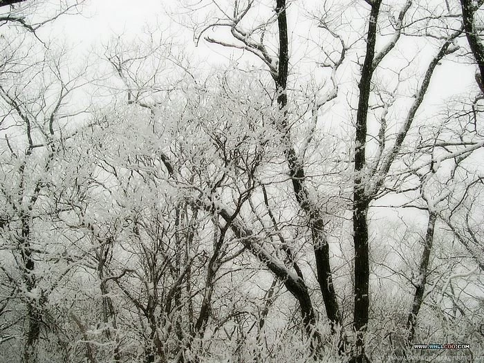 Winter Trees Photos Snow Covered Trees Wallpapers 10 Wallcoo.net