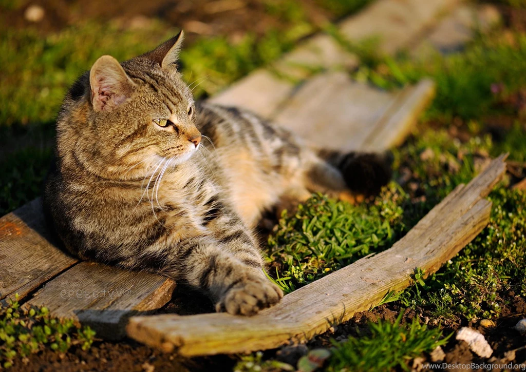 Animal Wallpapers, Wild Animal Wallpapers, Desktop Images, Animal ...