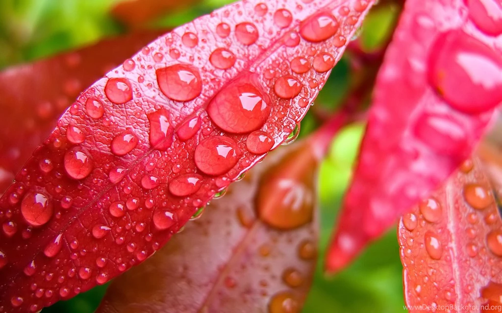 Desktop Wallpapers · Gallery · Nature · Petals And Dew Desktop ...