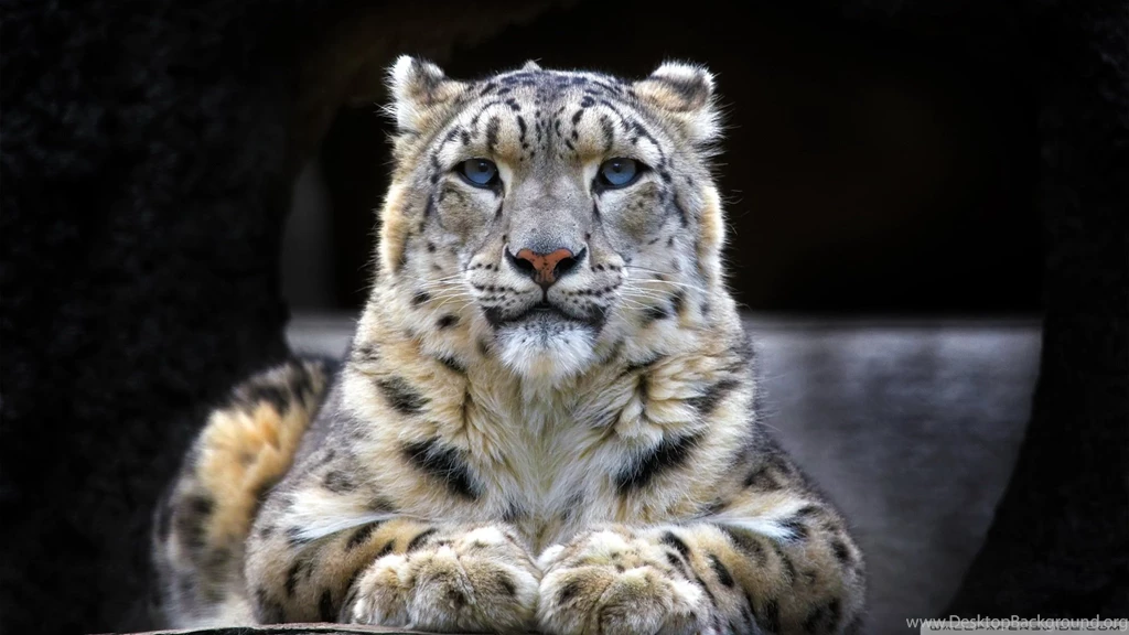 Snow Leopard Sitting On A Rock Wallpapers Full HD [1920x1080 ...
