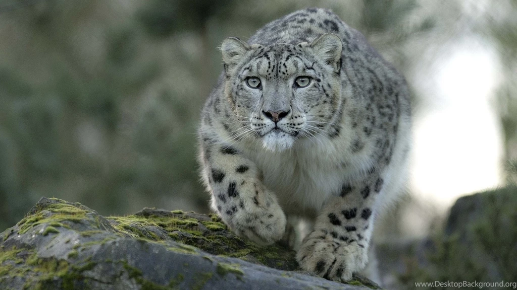 Snow Leopard Photos Wallpapers