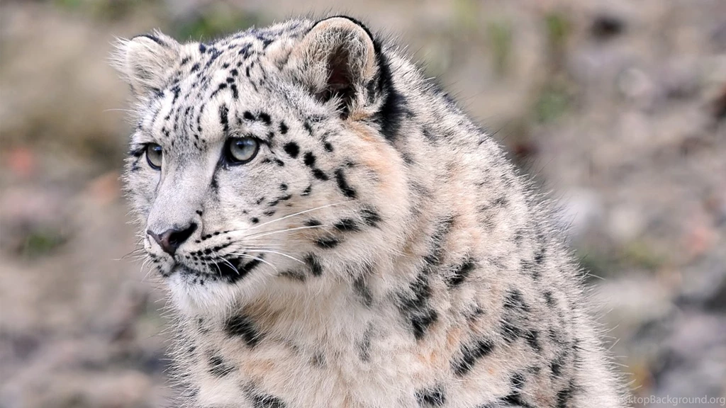 Snow Leopard Wallpapers