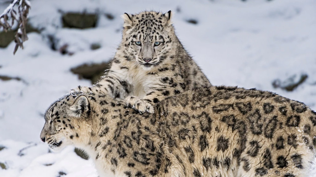 Download Wallpapers 1920x1080 Snow Leopard, Steam, Snow, Cats Full ...